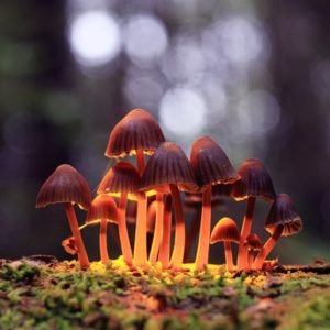 Psilocybin