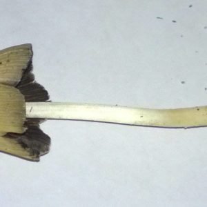 Buy Liberty caps