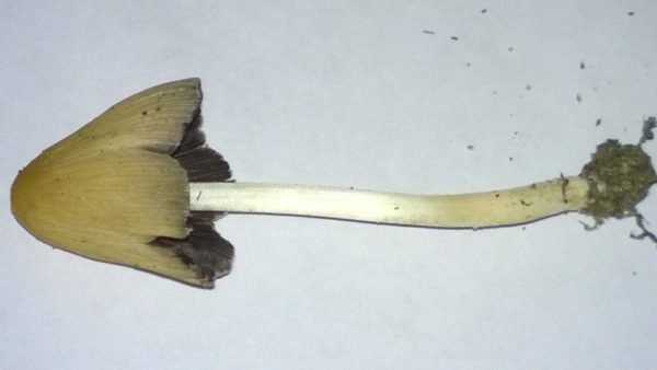 Buy Liberty caps