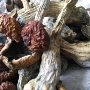 Buy golden teacher mushroom