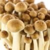 Buy golden teacher mushroom