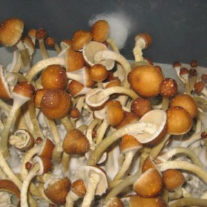 Buy golden teacher mushroom