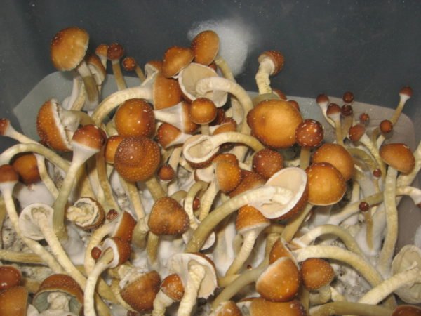 Buy golden teacher mushroom