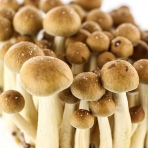 Buy golden teacher mushroom