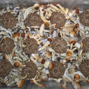 Penis Envy mushroom