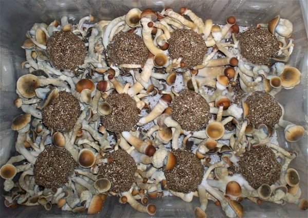 Penis Envy mushroom
