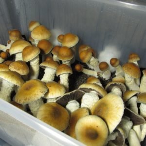Penis Envy mushroom