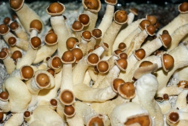 Penis Envy mushroom