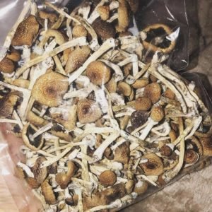 Buy golden teacher mushroom