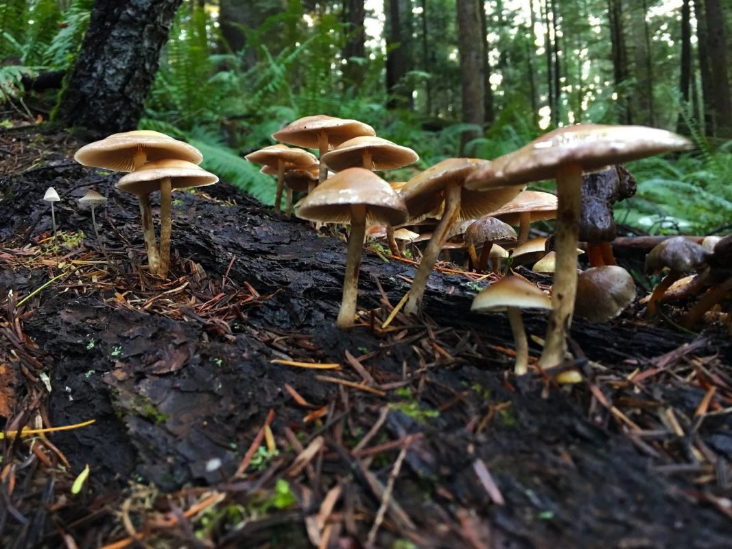 magic mushrooms