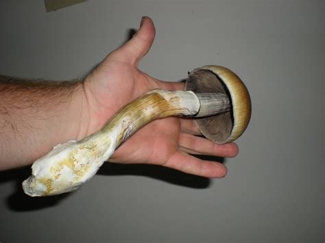 magic mushrooms