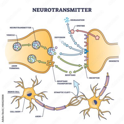Dexedrine affects neurotransmitters dopamine and norepinephrine