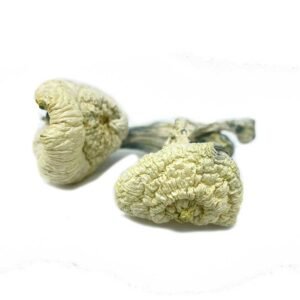 Albino Amazonian Mushrooms