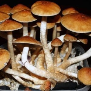 Golden Teacher Magic Mushrooms