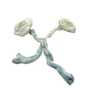 Leucistic Colombian Mushrooms