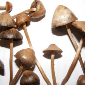 Liberty Cap Magic Mushrooms