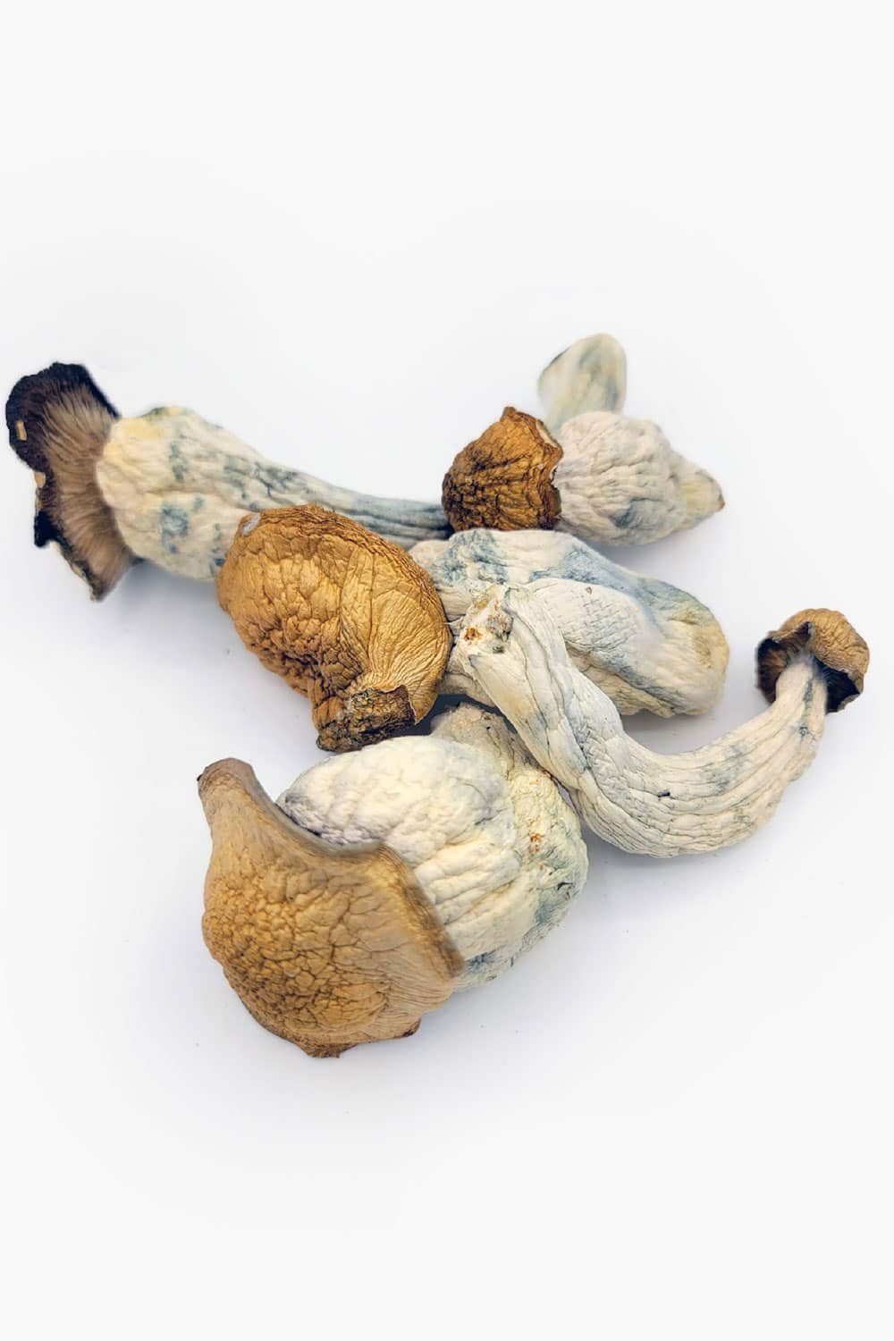 melmac-magic-mushrooms.jpg