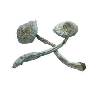 Rusty White Mushrooms