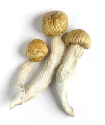 texas-penis-envy-magic-mushrooms.jpg