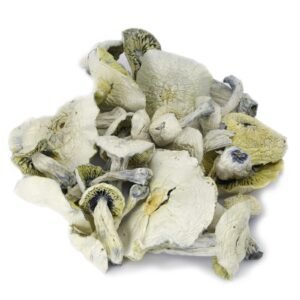 White Burtha Magic Mushrooms